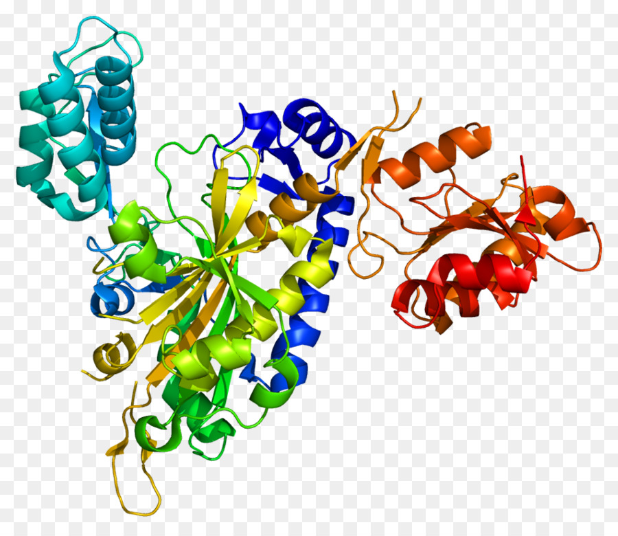 Aminoacil Arnt Sintetasa，Arn De Transferencia PNG