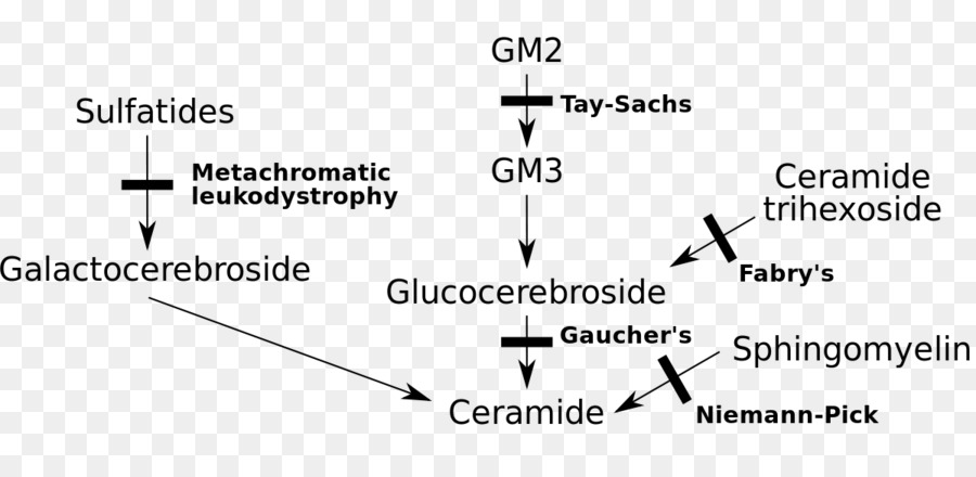 Sphingolipidoses，La Enfermedad De Gaucher PNG