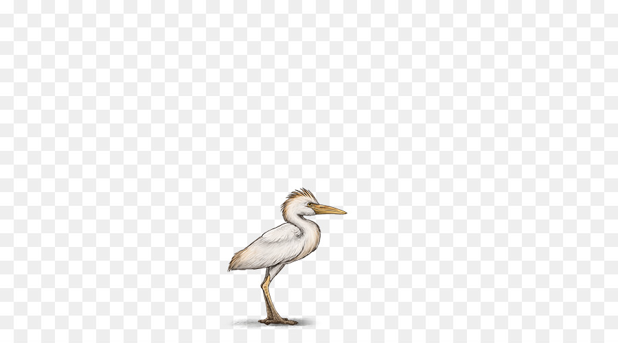 Pato，Europea De La Gaviota PNG