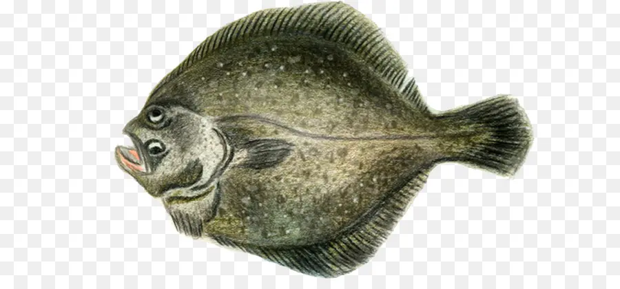 Pescado Mero，Mar PNG