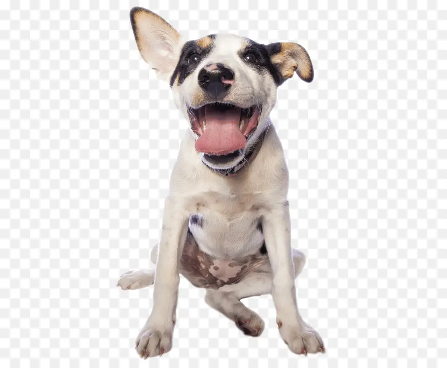 Perro，Cachorro PNG