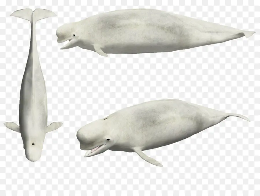 Ballenas Belugas，Ballenas PNG