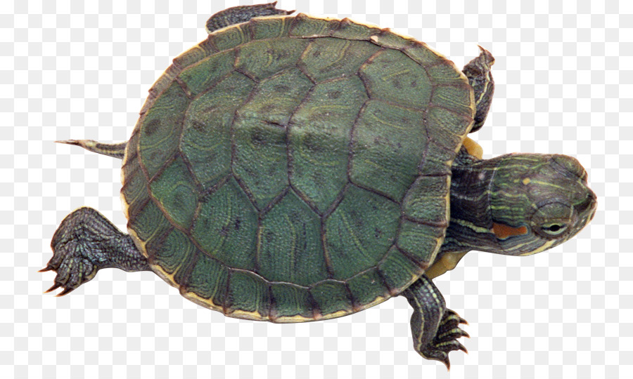 Tortuga，Reptiles PNG