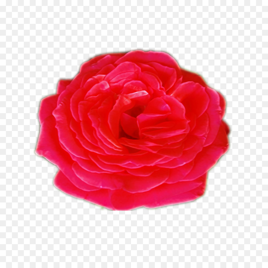 Flor Rosa，Florecer PNG