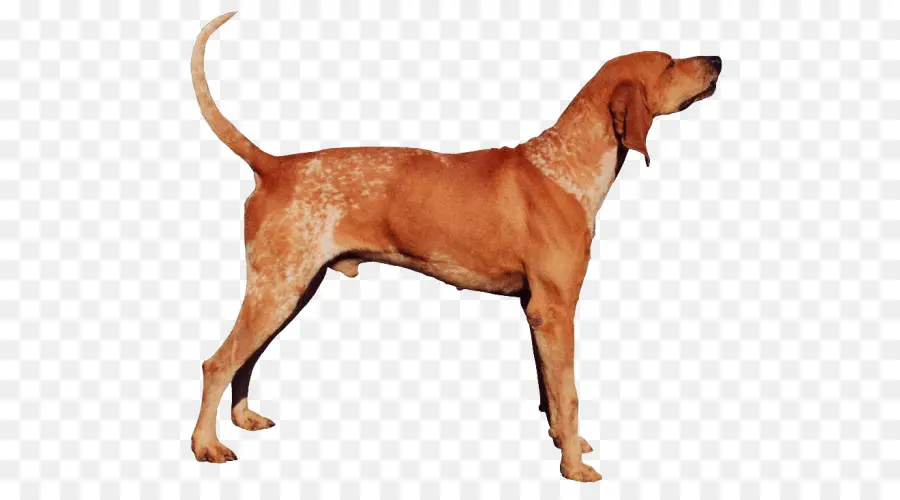 Inglés Americano Coonhound，Redbone Coonhound PNG
