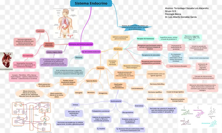 Información，Fisiología PNG