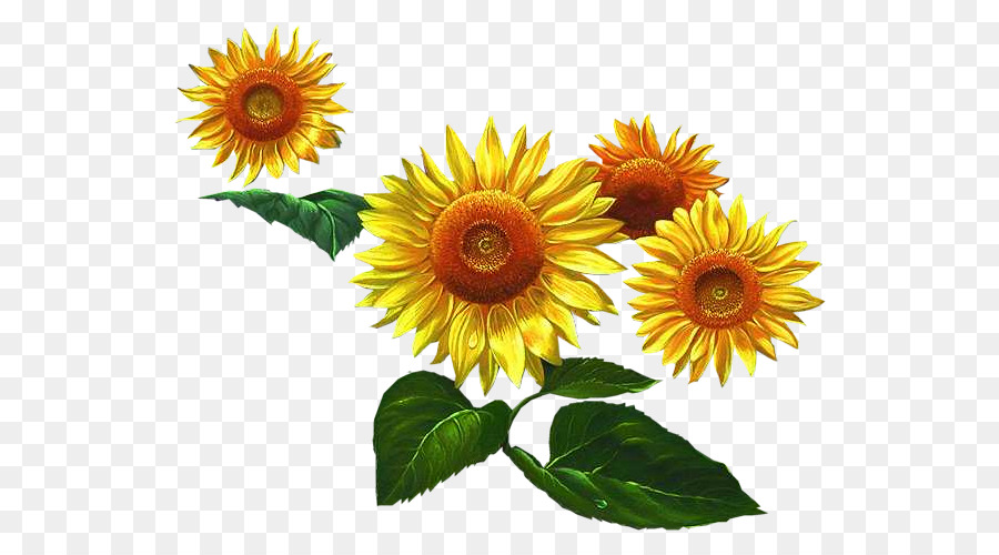 Girasol Amarillo，Hojas Verdes PNG