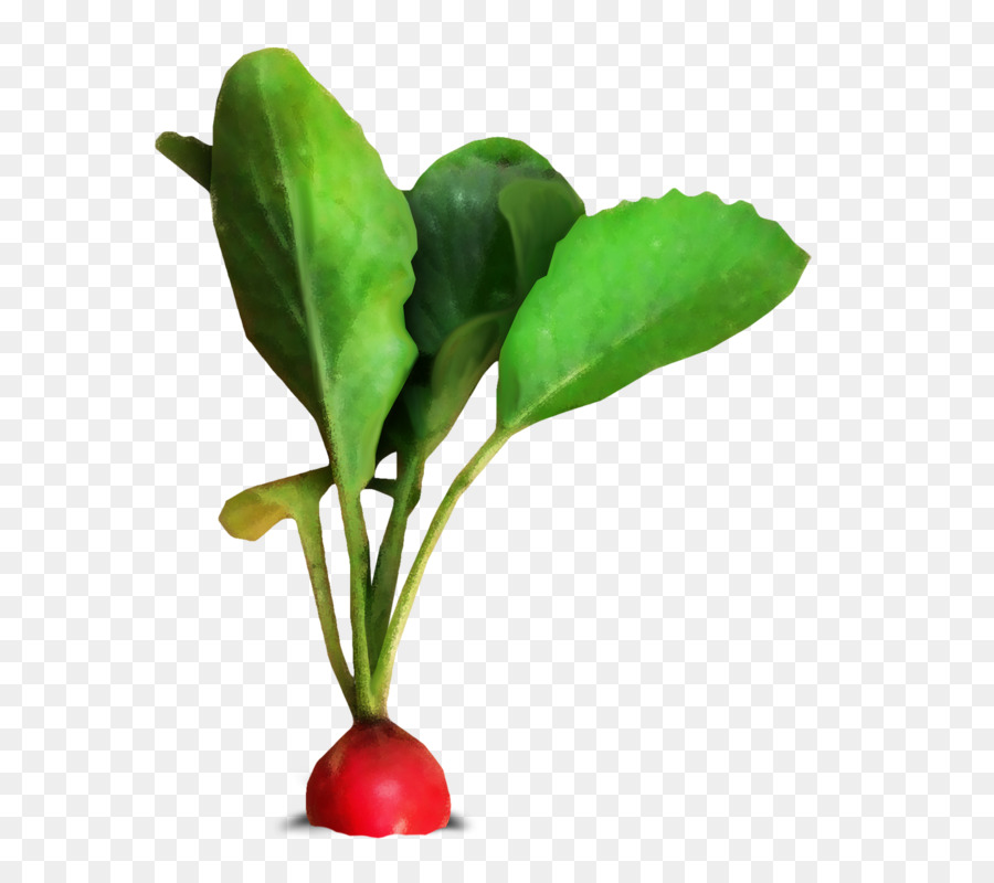 Hoja Vegetal，Rábano PNG