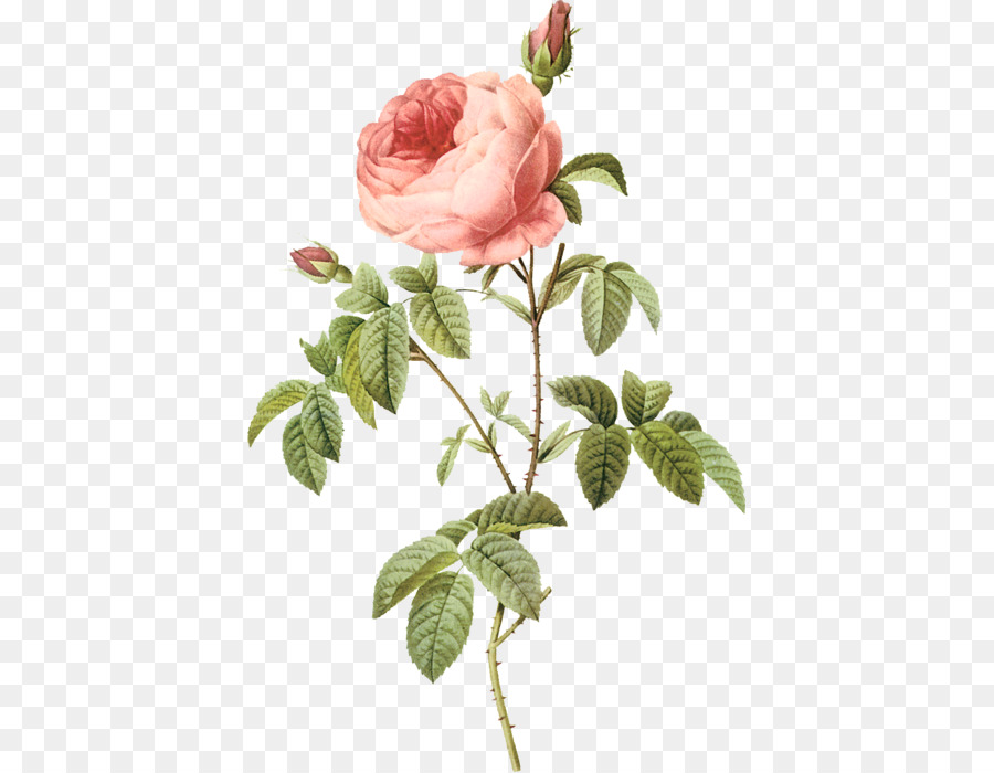 Rosa Rosa，Floración PNG