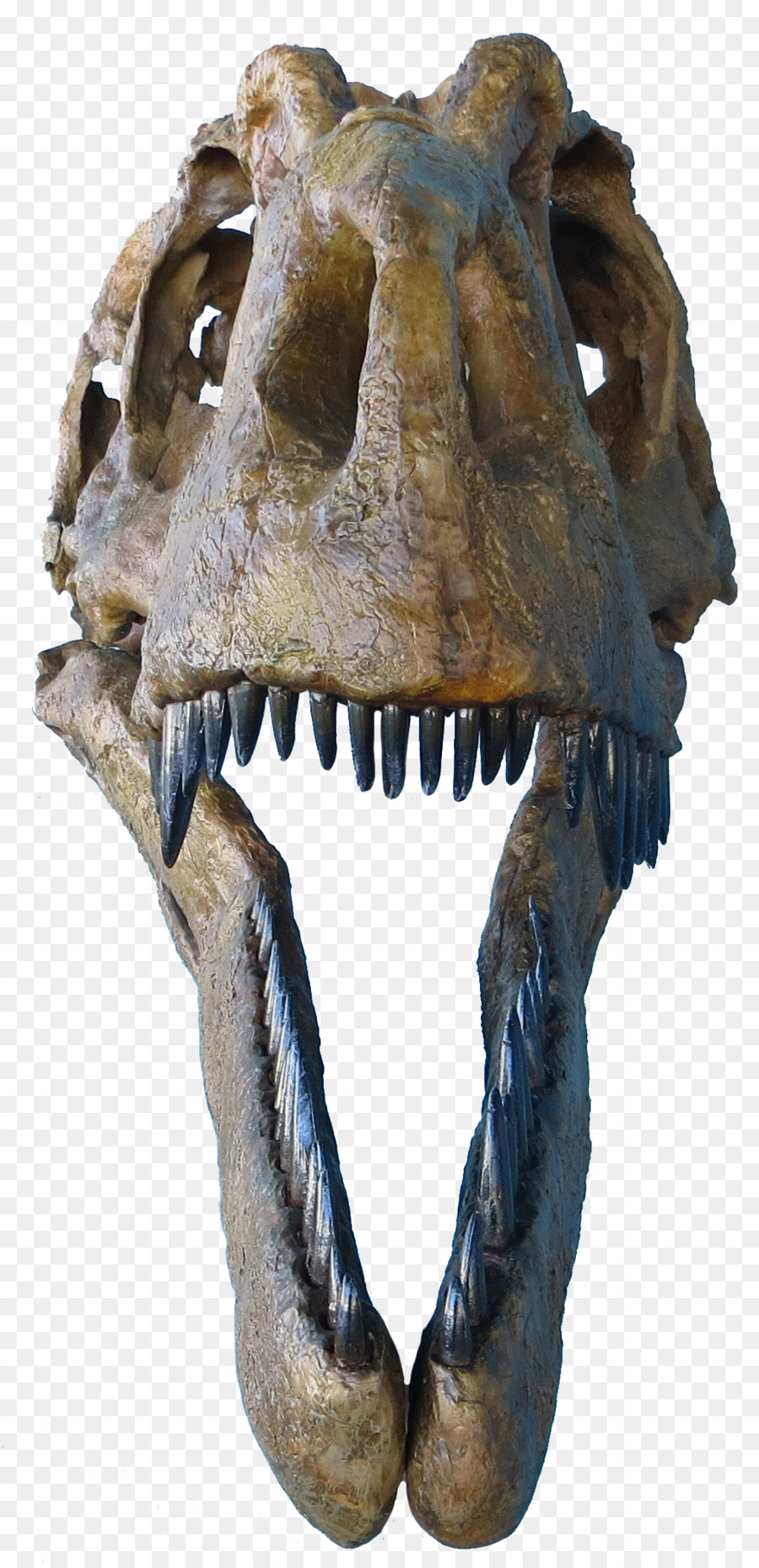 Tyrannosaurus，Daspletosaurus PNG