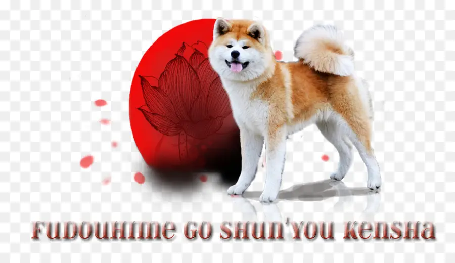 Perro，Akita PNG