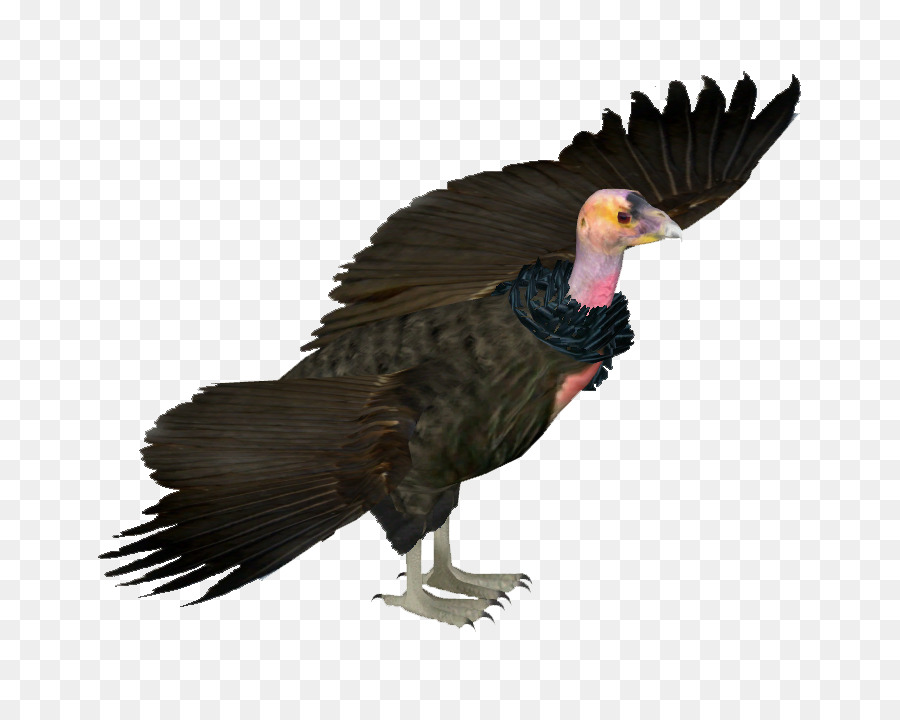 Águila，Pájaro PNG