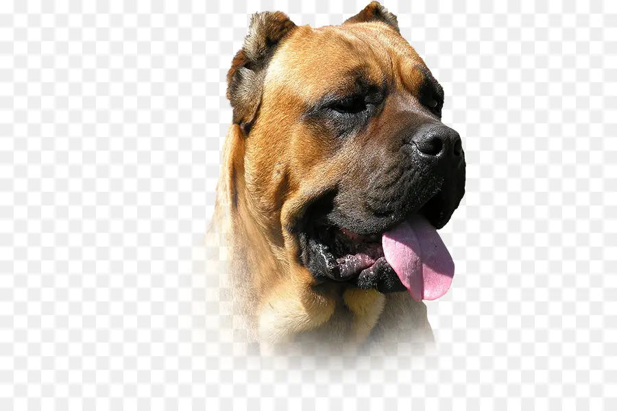 Raza De Perro，Presa Canario PNG