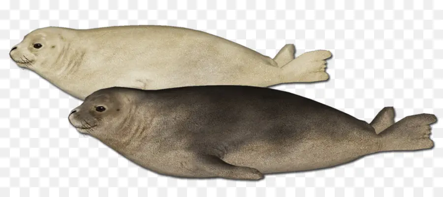 Foca De Puerto，León Marino PNG