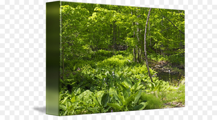 Bosque Verde，Árboles PNG