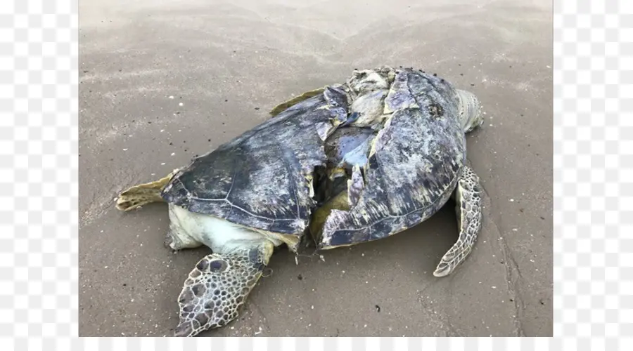 Tortuga Muerta，Playa PNG