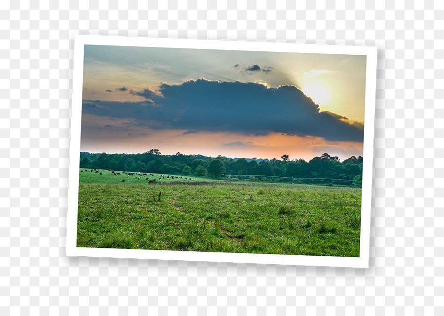 Granja，La Ganadería Lechera PNG