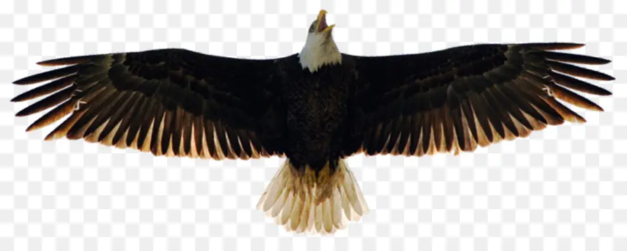 águila，águila Calva PNG