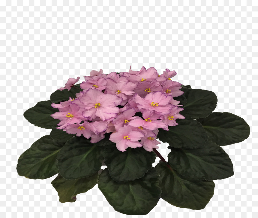 Cortar Flores，M Pink PNG