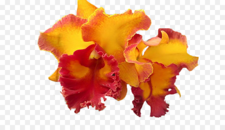 Las Orquídeas Cattleya，La Polilla De Las Orquídeas PNG