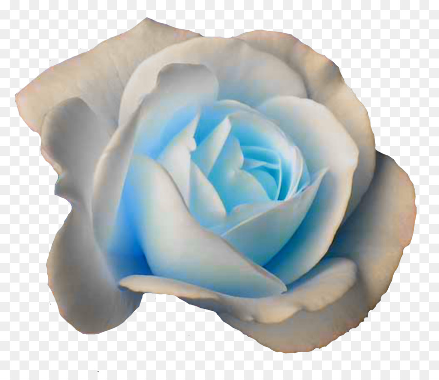 Rosa，Blanco PNG