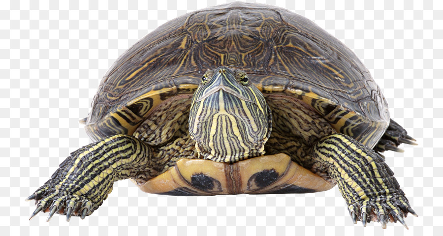 Tortuga，Fondo De Escritorio PNG