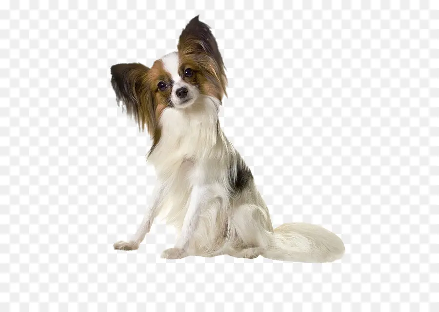 Perro De Papilón，Terrier De Yorkshire PNG