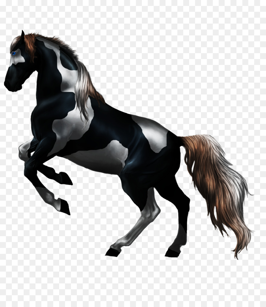 Stallion，Mustang PNG