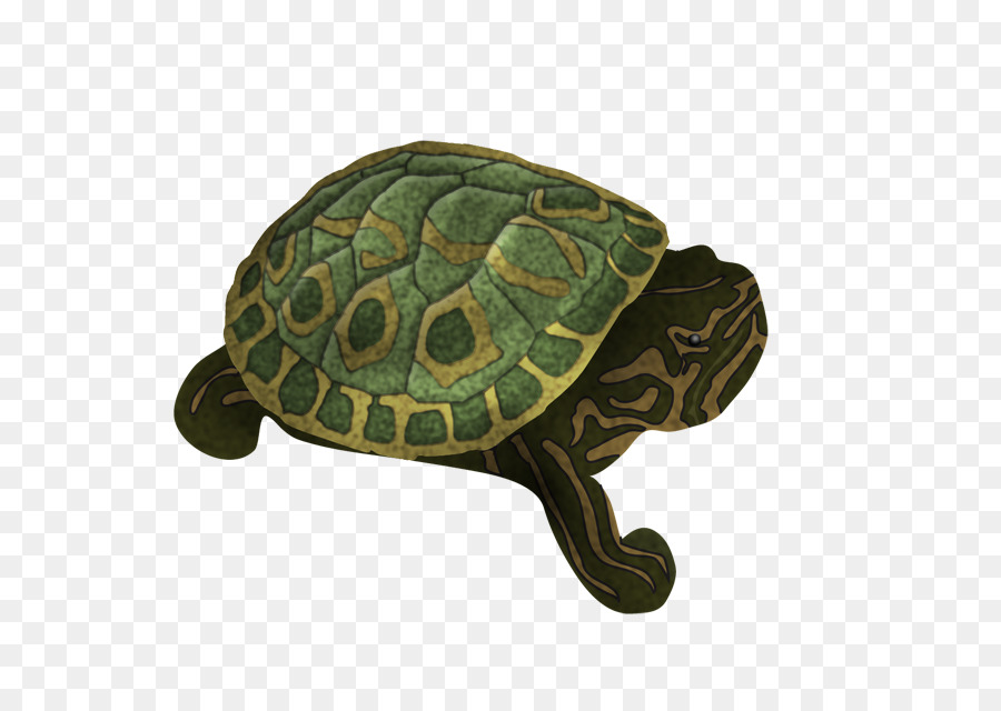 Tortuga，Las Tortugas De Caja PNG