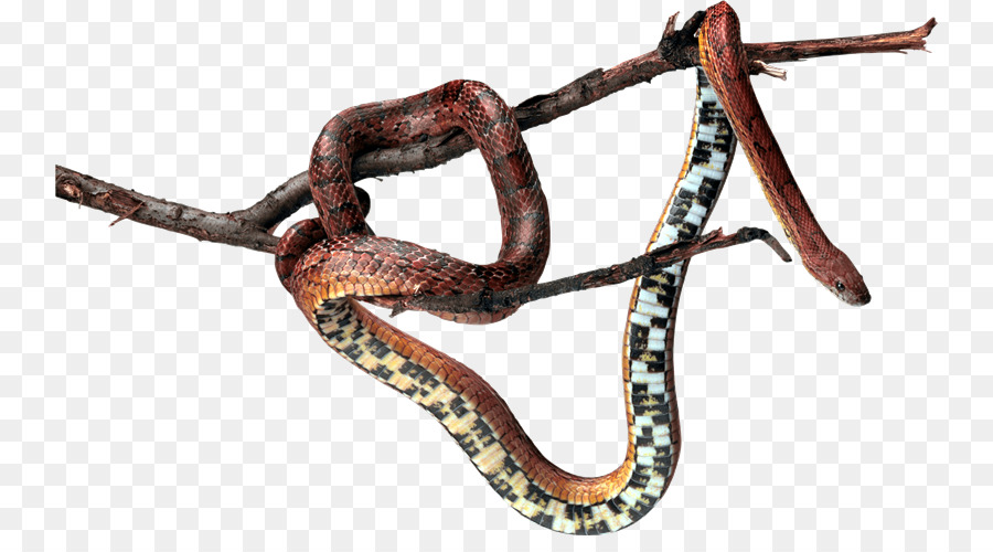 La Serpiente，Editor De Gráficos De Trama PNG