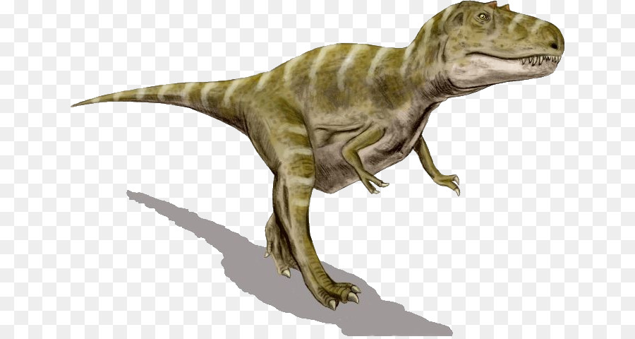 Gorgosaurus，Albertosaurus PNG