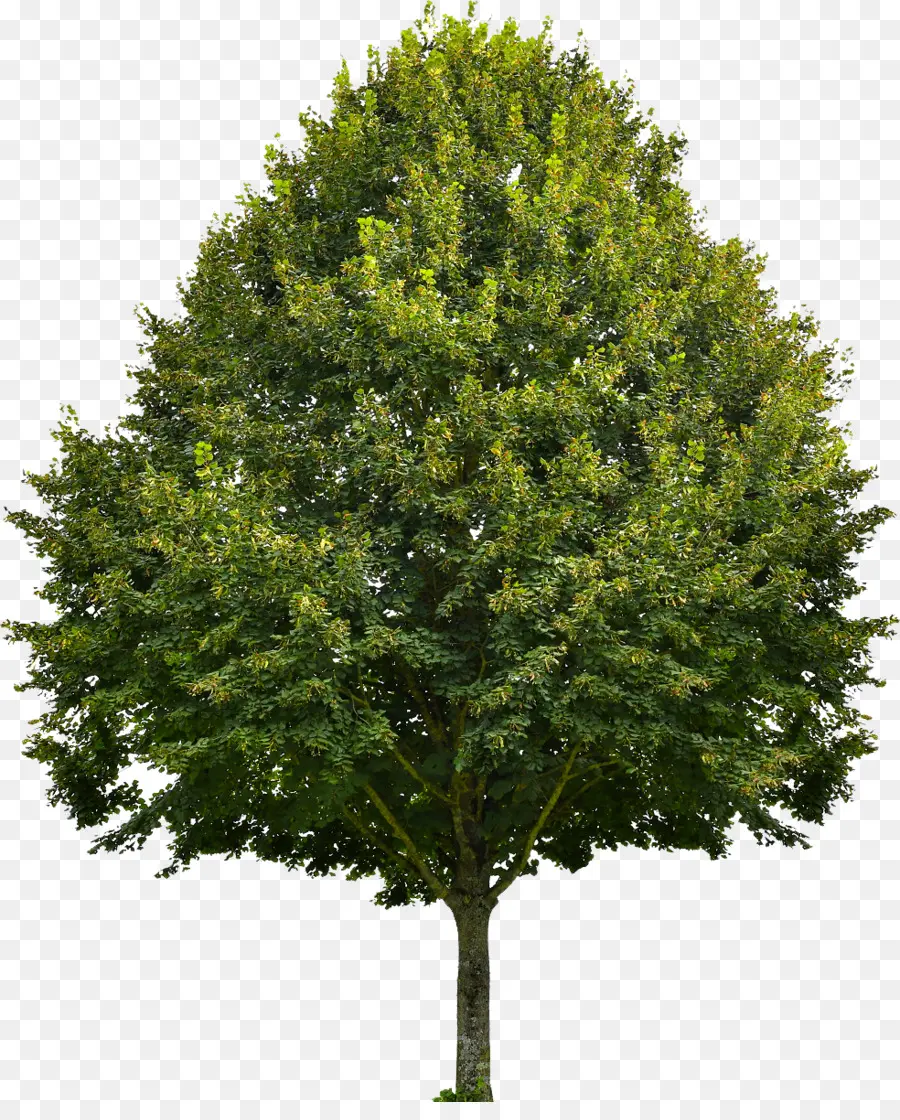 Arce Rojo，árbol PNG