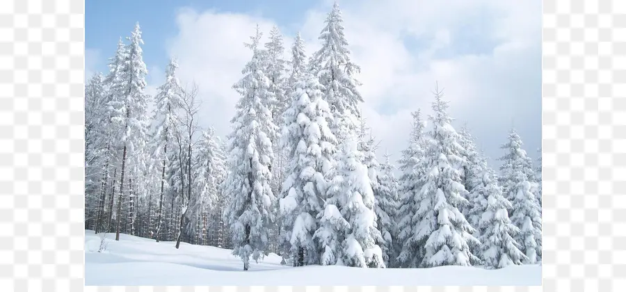 Bosque Nevado，Invierno PNG