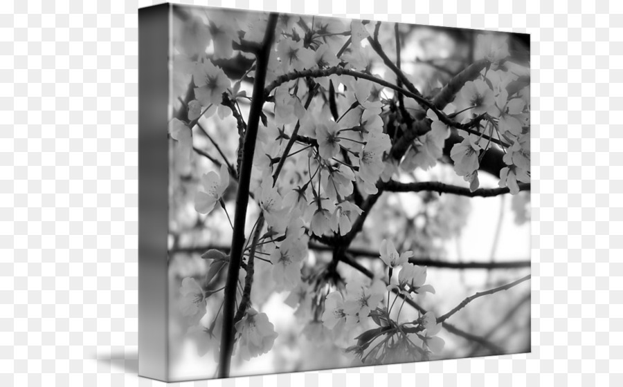 En Blanco Y Negro，De Los Cerezos En Flor PNG