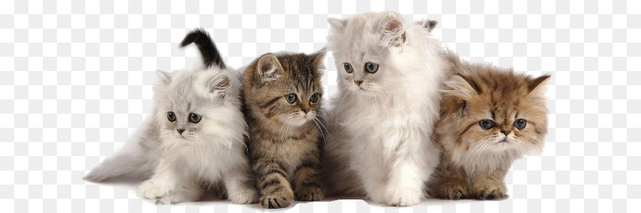 Gatitos，Lindo PNG