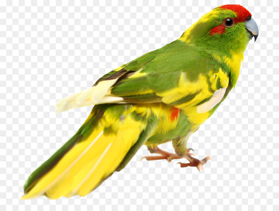 Pájaro Amarillo，Vuelo PNG