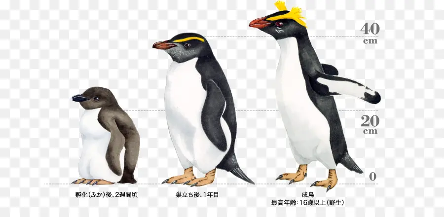 Pingüinos，Aves PNG