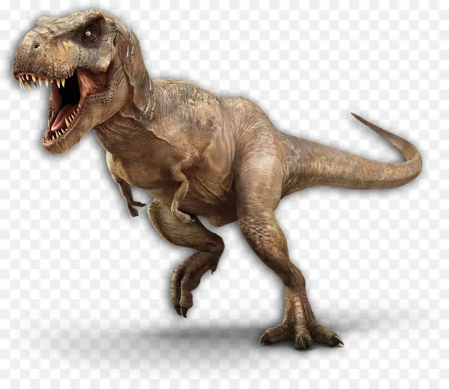 Tyrannosaurus，Velociraptor PNG