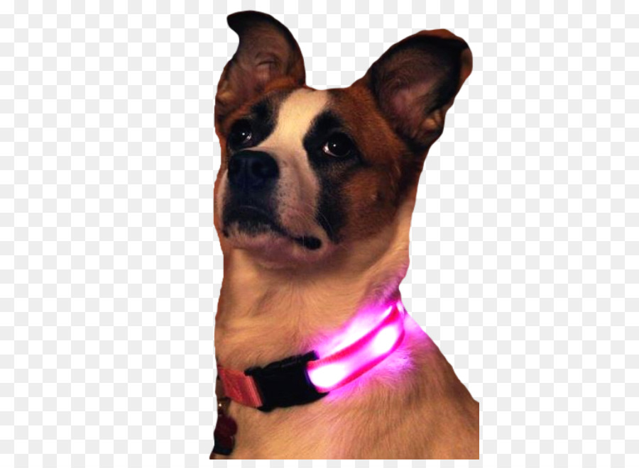 Raza De Perro，Collar De Perro PNG