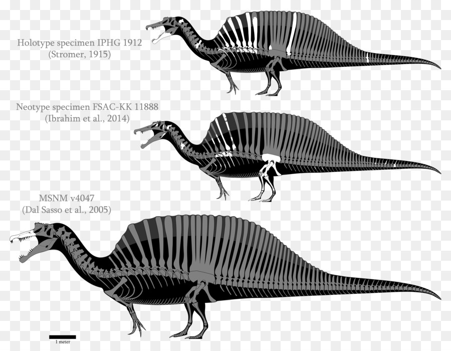Spinosaurus，Yangchuanosaurus PNG