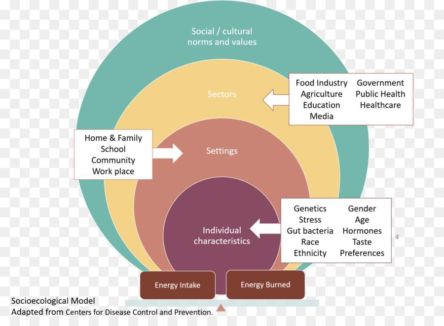 Salud，Social Modelo Ecológico PNG