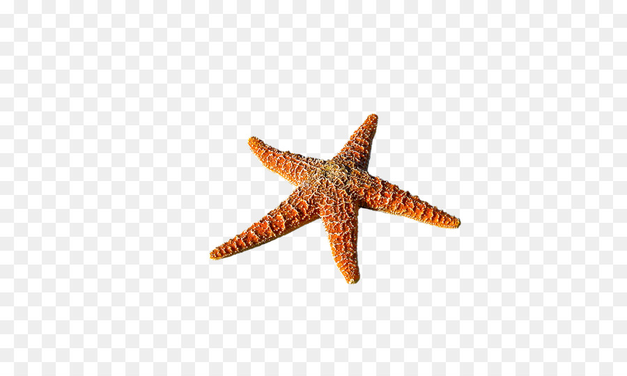 Estrella De Mar，Mar PNG