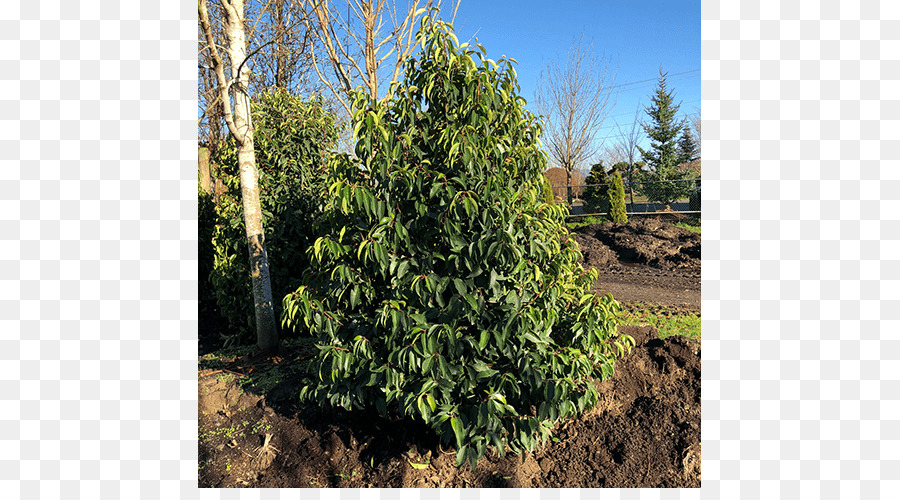 árbol，El Ciprés De Leyland PNG