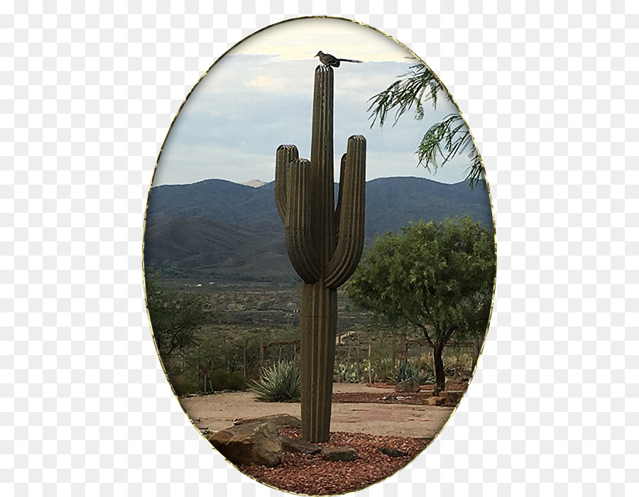 Fresa Hedgehog Cactus，Cactaceae PNG