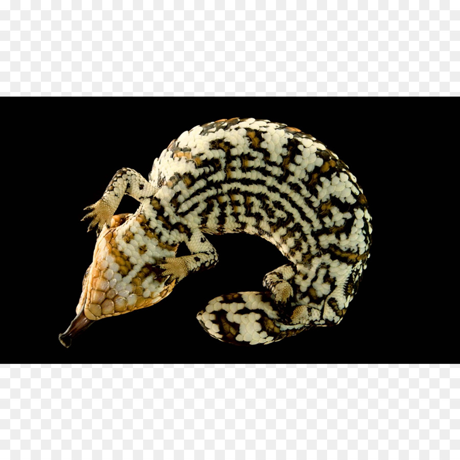 La Serpiente De Cascabel，Animal PNG