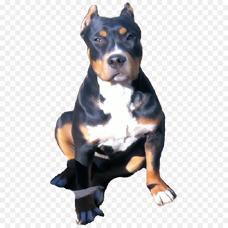 Raza De Perro，Gran Boyero Suizo PNG