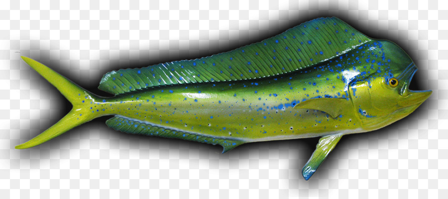 Sardina，Biología Marina PNG