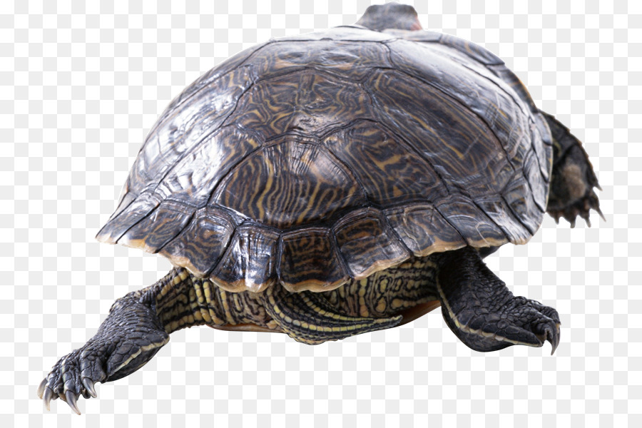 Tortuga，Reptiles PNG