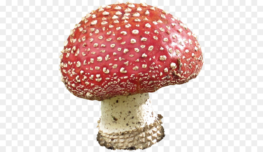 Seta Comestible，Agaric PNG