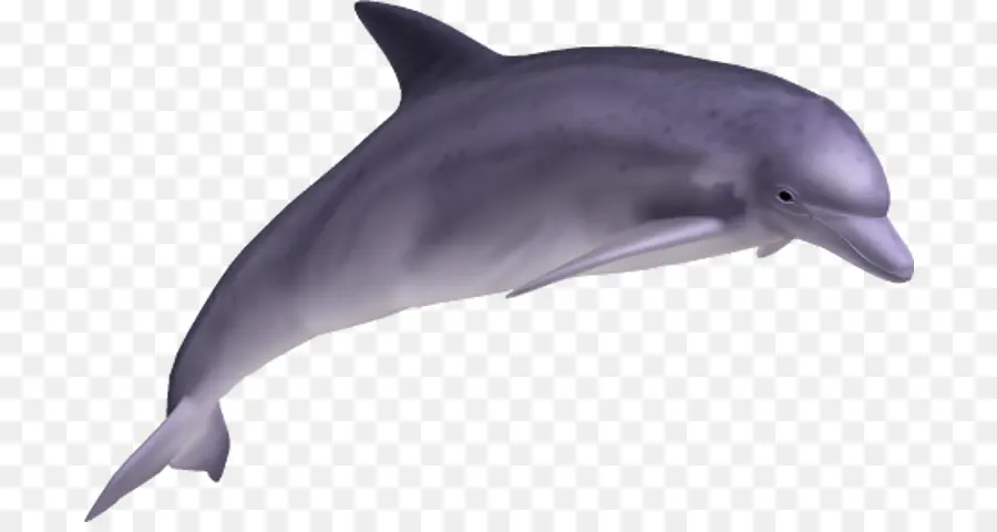 Dolphin，Común Delfín Nariz De Botella PNG